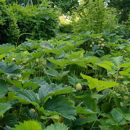 Edler Altbau, 2,80m Breites Doppelbett * Grube