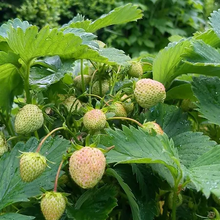 شقة Edler Altbau, 2,80m Breites Doppelbett