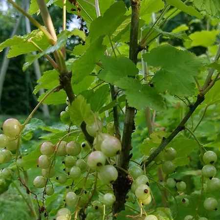 Edler Altbau, 2,80m Breites Doppelbett شقة *